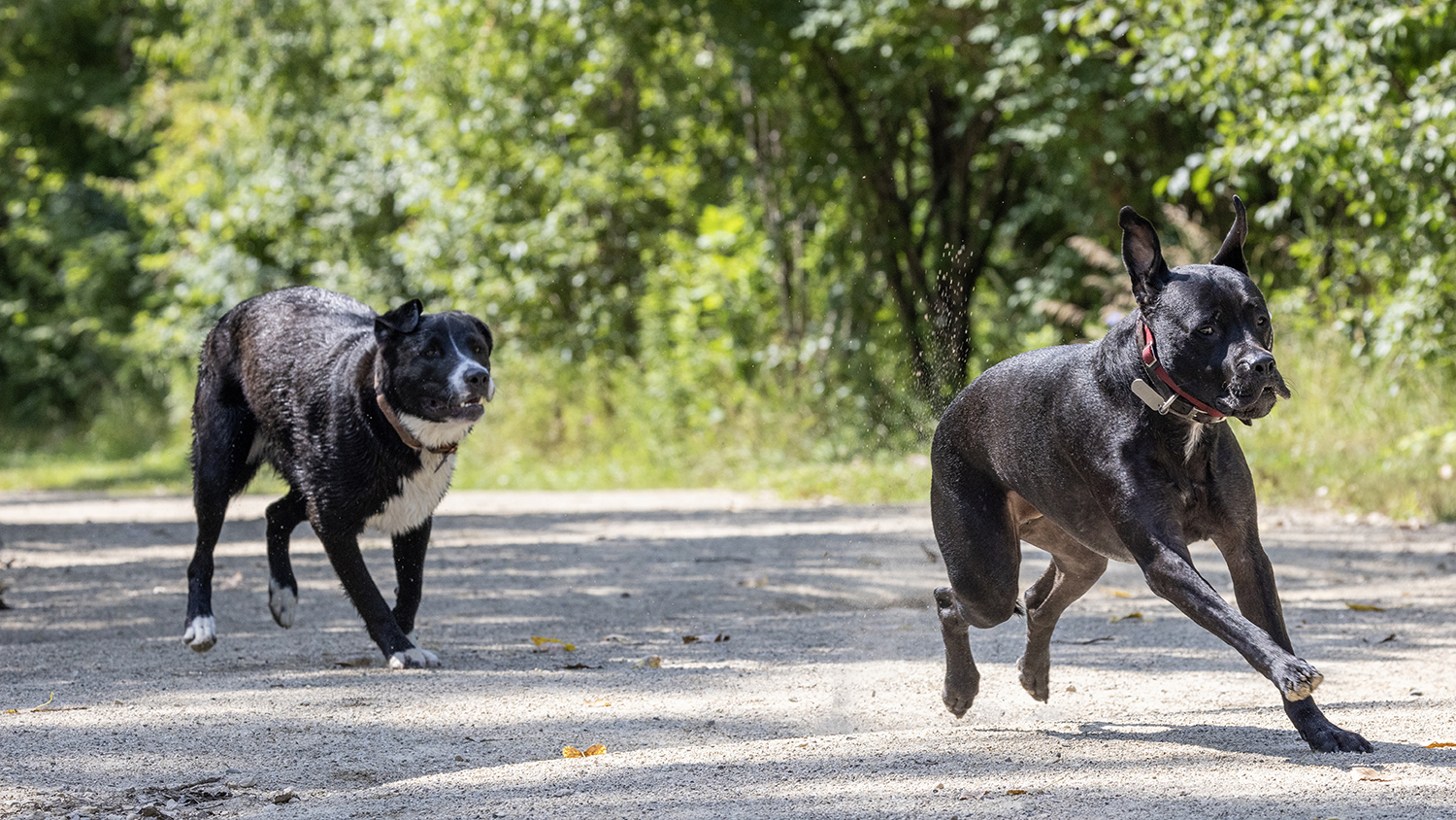 Prairie Wolf Off-Leash Dog Area